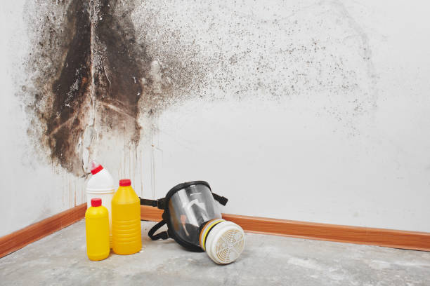 Best Crawl Space Mold Removal  in Mound, MN