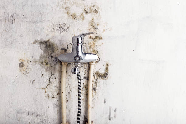 Mold Removal and Inspection in Mound, MN