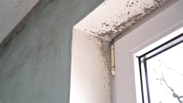 Best Residential Mold Removal  in Mound, MN