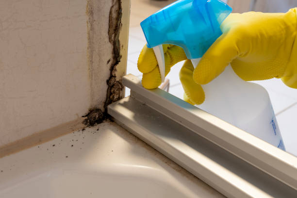 Best Crawl Space Mold Removal  in Mound, MN