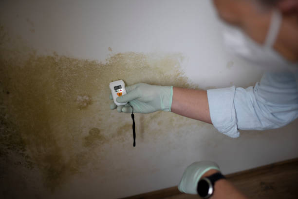 Best Mold Damage Repair  in Mound, MN