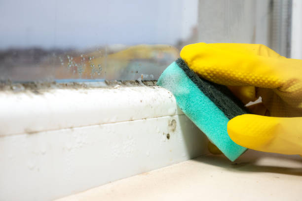 Mold Testing and Removal in Mound, MN