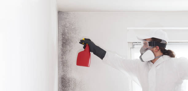 Best Crawl Space Mold Removal  in Mound, MN