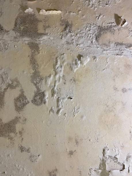 Best Toxic Mold Removal  in Mound, MN