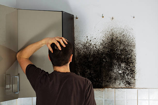 Best Fast Mold Removal  in Mound, MN