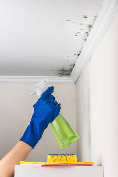 Best Toxic Mold Removal  in Mound, MN