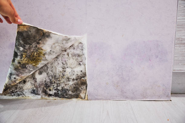 Best Certified Mold Removal  in Mound, MN